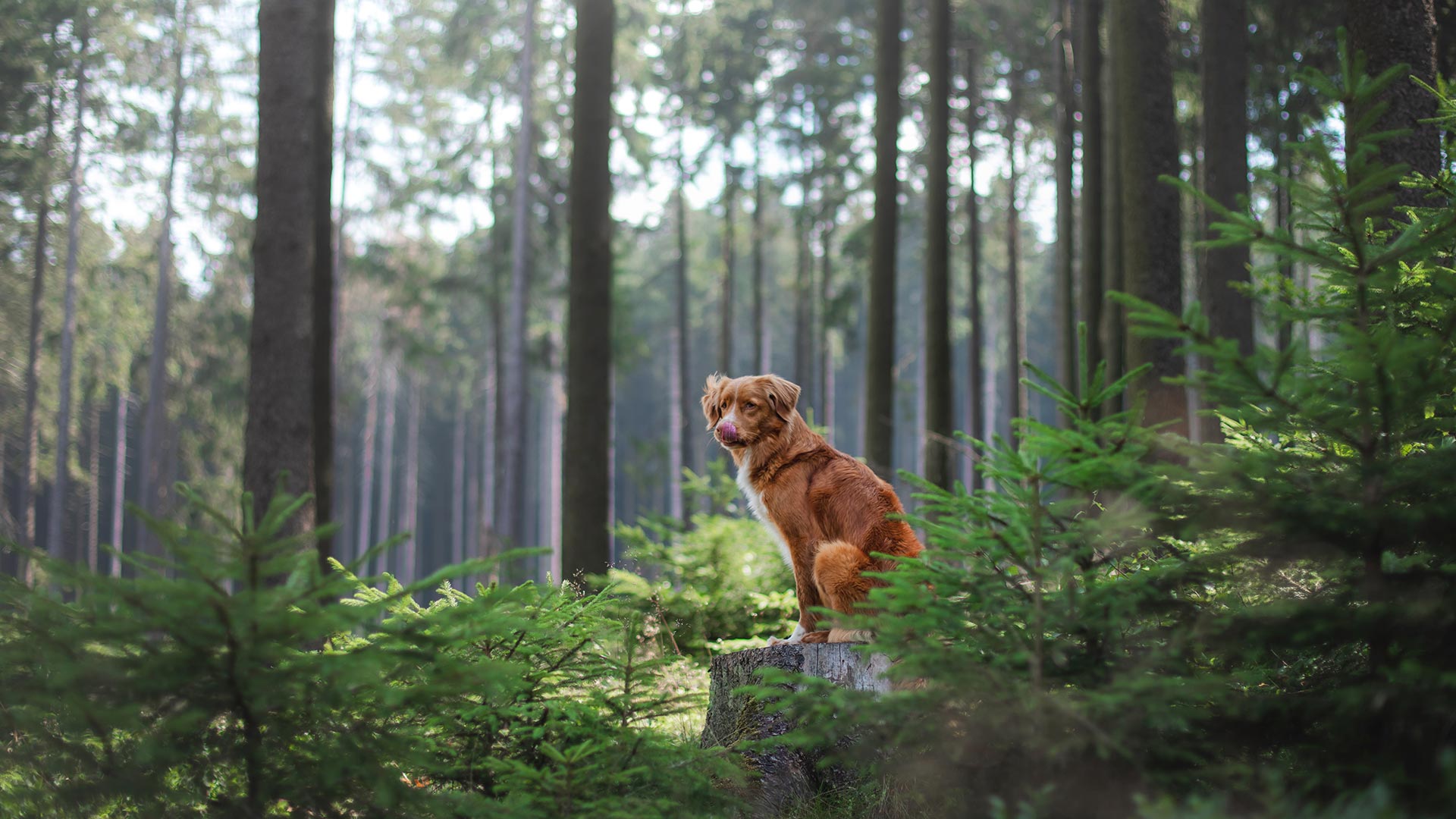 Brauner Hund sitzt auf einem Baumstumpf in einem lichtdurchfluteten Nadelwald.“
