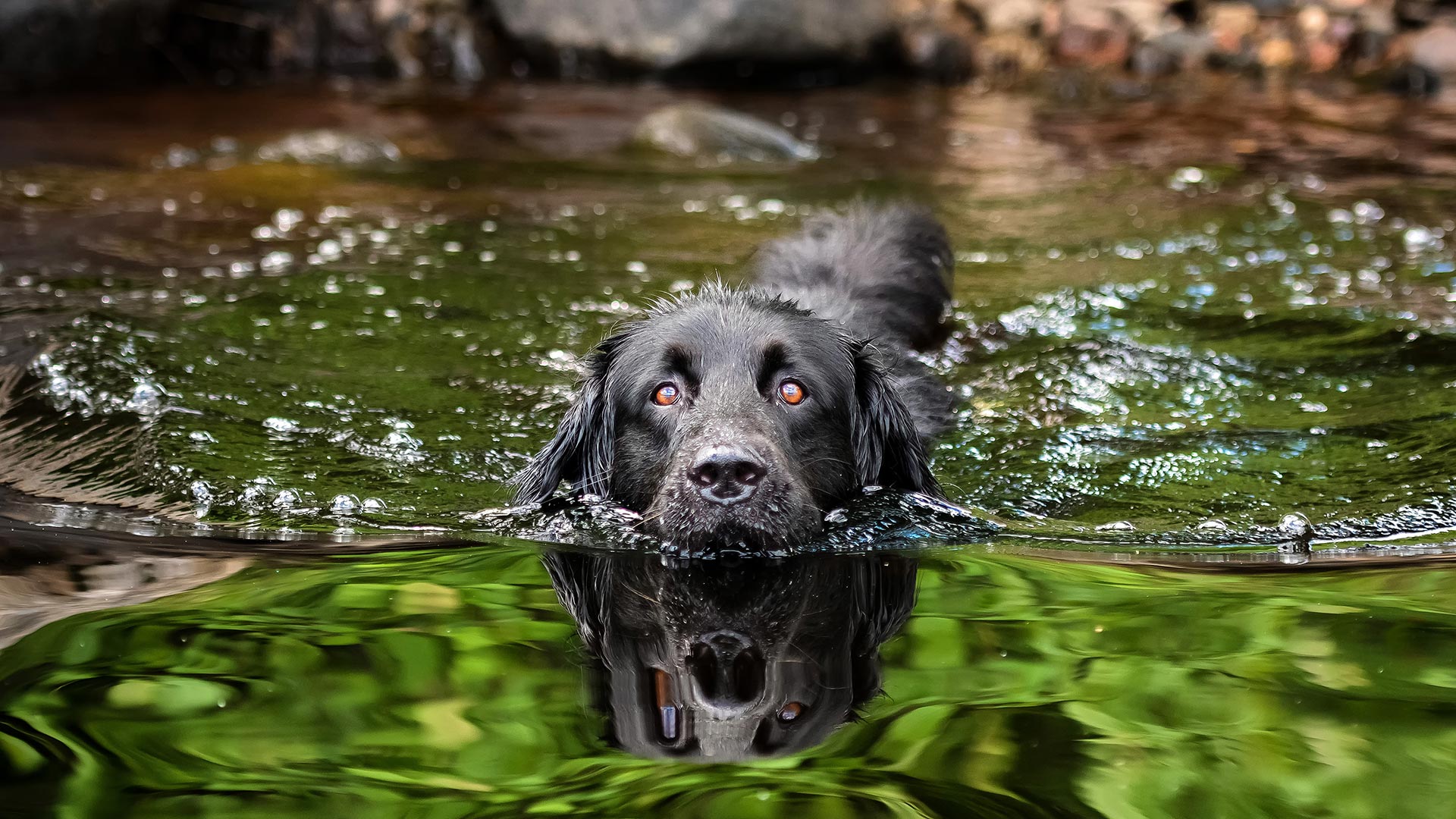 Schwarzer Hund schwimmt durch klares, grünes Wasser und blickt in die Kamera.