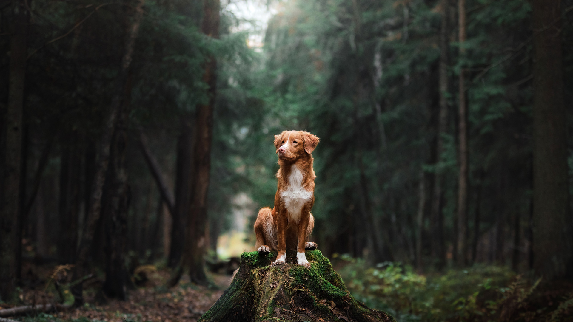 Hund sitzt auf einem Baumstumpf in einem ruhigen Wald.